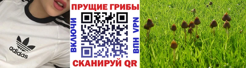 Галлюциногенные грибы Magic Shrooms  mega зеркало  Адыгейск  как найти закладки 